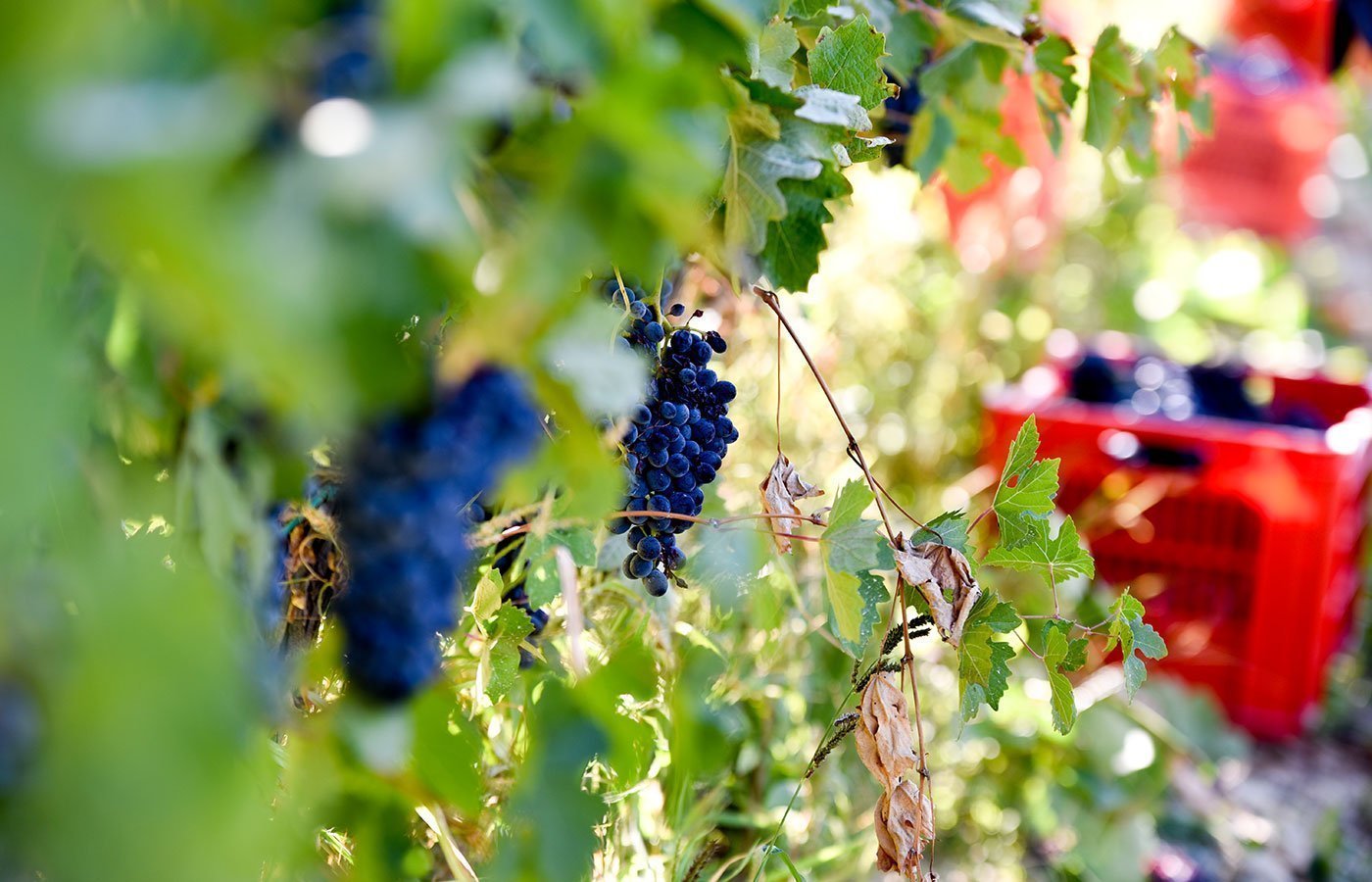 grape harvest 01